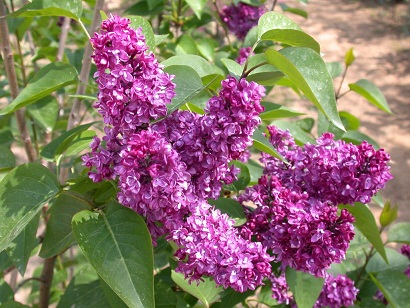  Syringa vulgaris