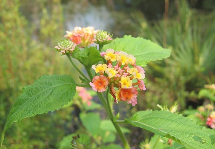  Lantana camara