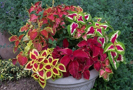 coleus do.php?img=11013