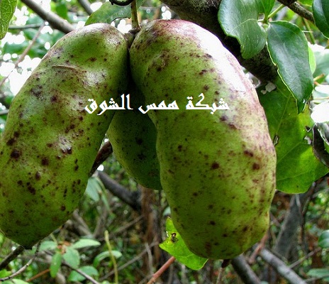  Zabala