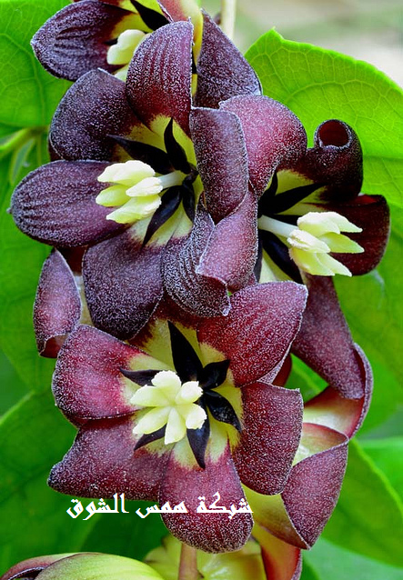  Zabala