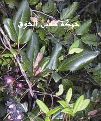 Zabala