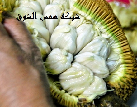   Talap Tarap