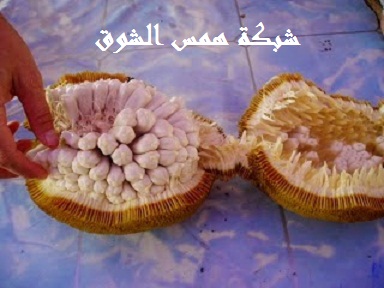   Talap Tarap
