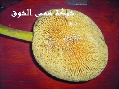   Talap Tarap