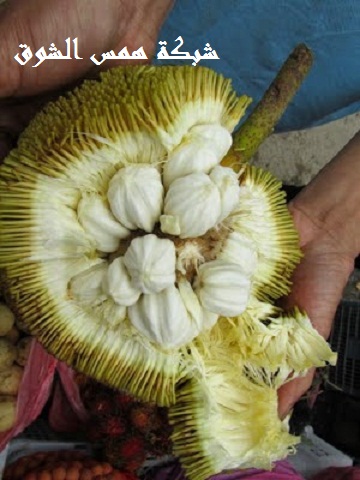   Talap Tarap