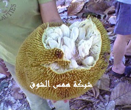   Talap Tarap