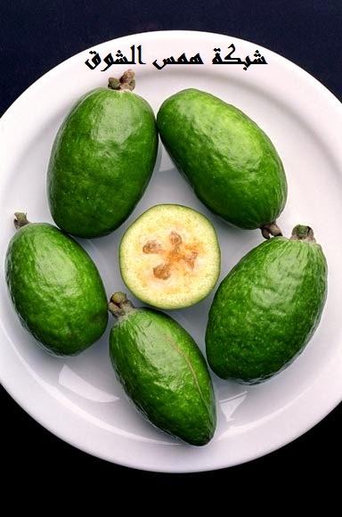  Feijoa