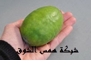 Feijoa do.php?img=11739