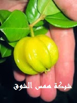  Pitangatuba