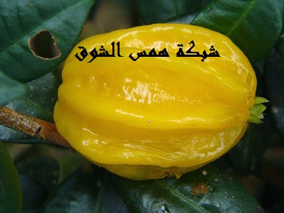  Pitangatuba