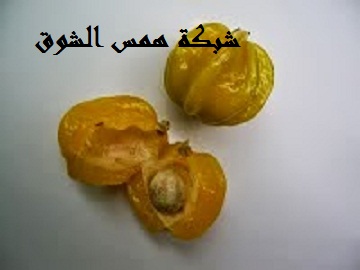  Pitangatuba