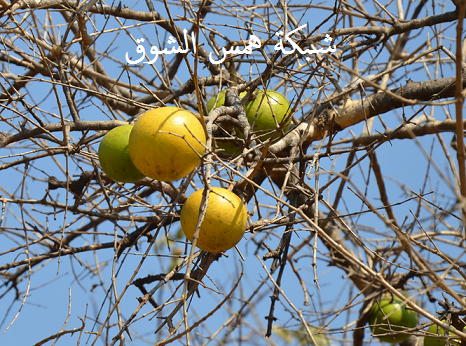   Monkey orange