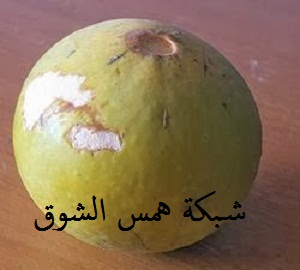   Monkey orange