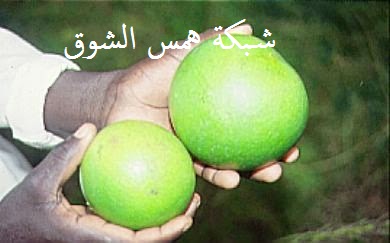   Monkey orange