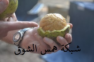   Monkey orange