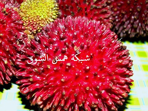 pulasan do.php?img=12111