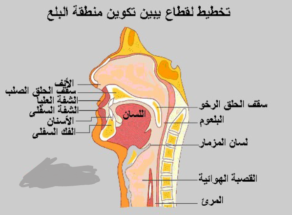 Swallowing disorder do.php?img=5770