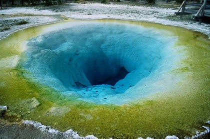  pool morning glory