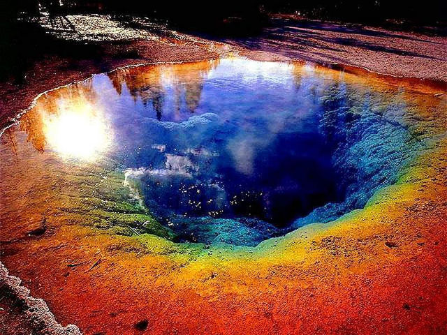  pool morning glory