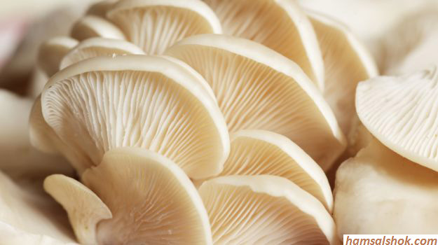    Oyster Mushroom